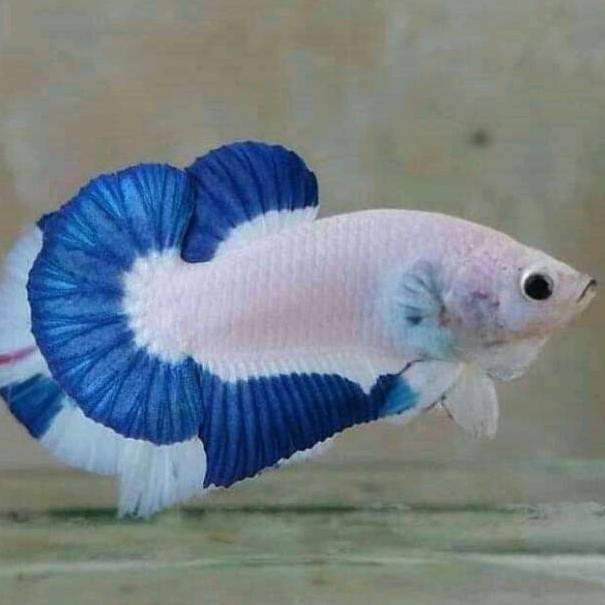 Za Hiasan Aquarium Ikan Cupang Blue Rim Newstock Shopee