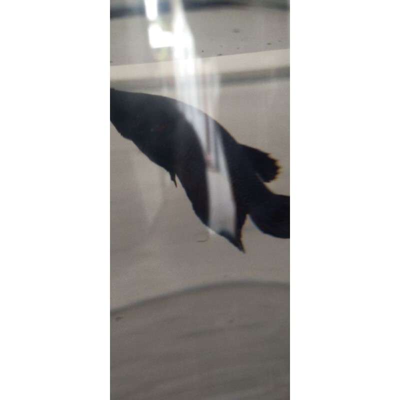 ikan cupang aduan giant