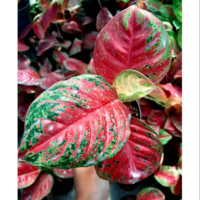 Tanaman Hias Aglaonema  Aglonema  BIBIT 3 4 DAUN WULANDARI  