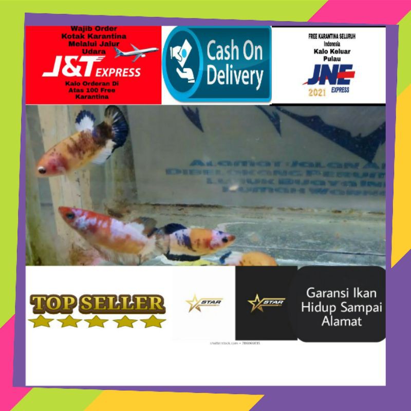 ikan Cupang Female Fancy Yellow Base Line Bluerim Full Telur