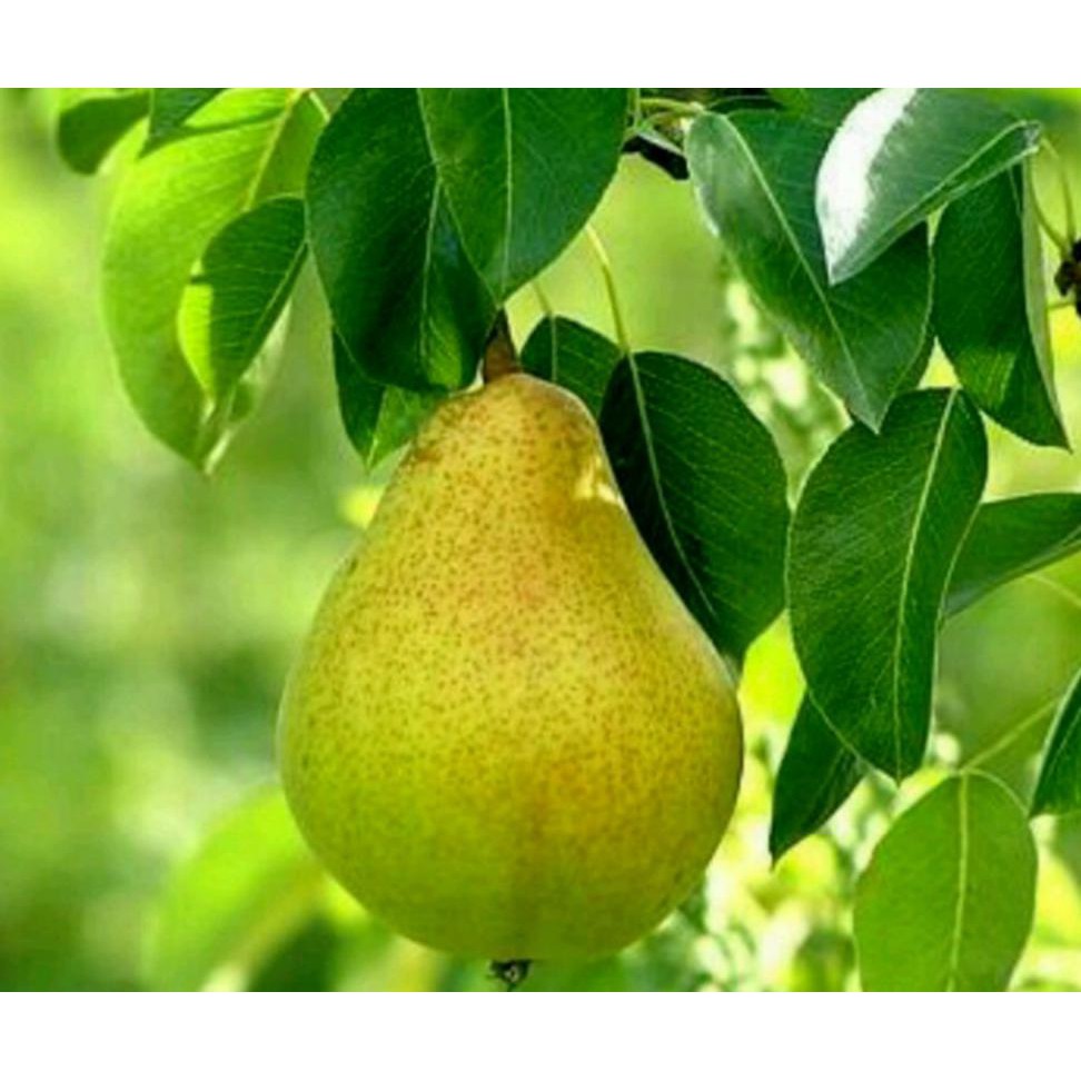 Bibit Buah Tersedia Bibit Buah Pir Hijau Asia Cangkok *_$