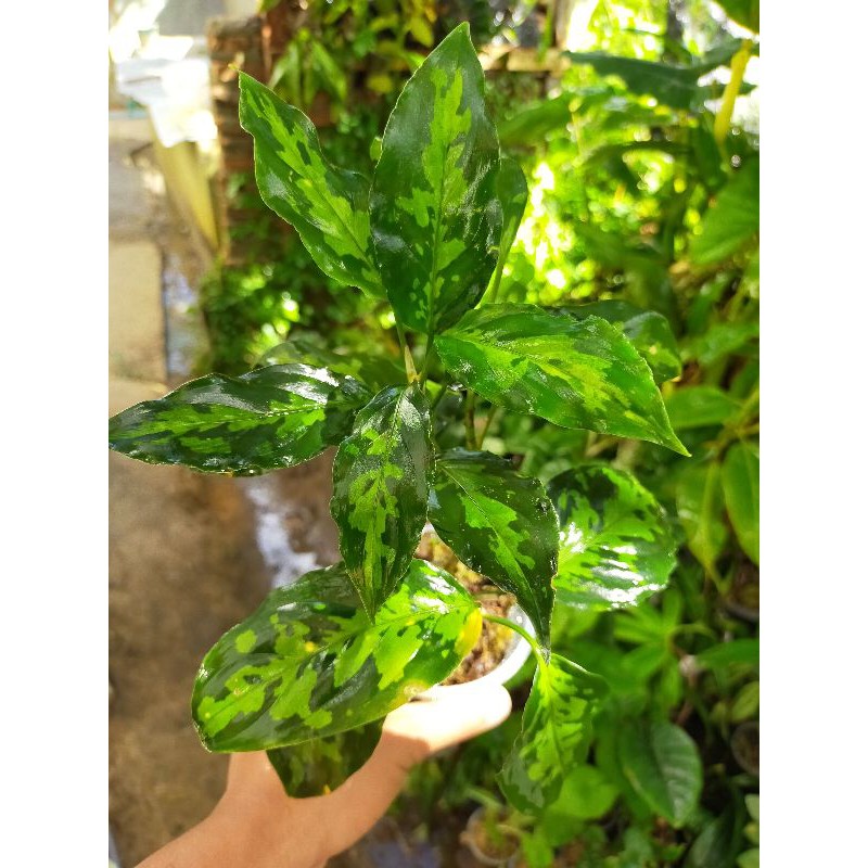 Aglonema pictum aceh