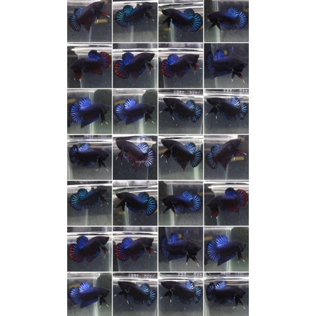 ikan cupang aduan local super high quality