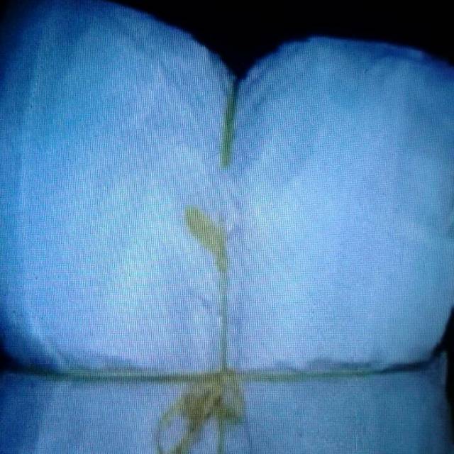 Keramba Apung Hapa jaring ikan kain trillin halus.2X2X1 mtr.(PXLXT)