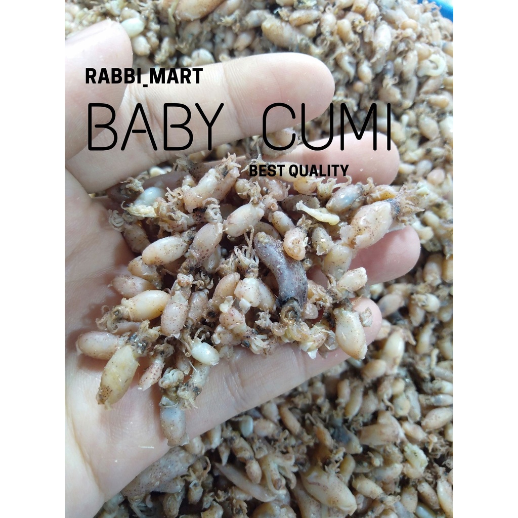 

BABY CUMI ASIN (1-2cm)
