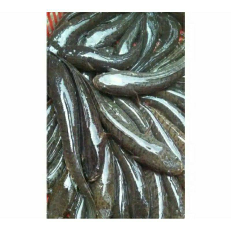 Ikan Gabus Hidup 1kg