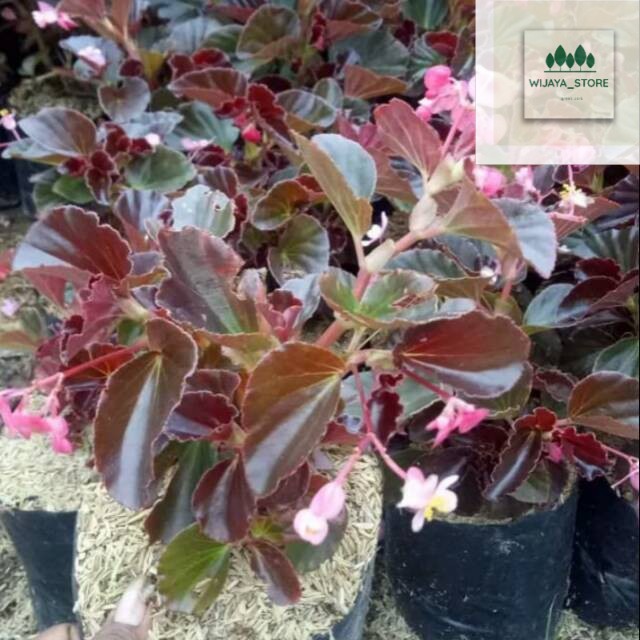 Tanaman hias bunga begonia/tanaman pot gantung