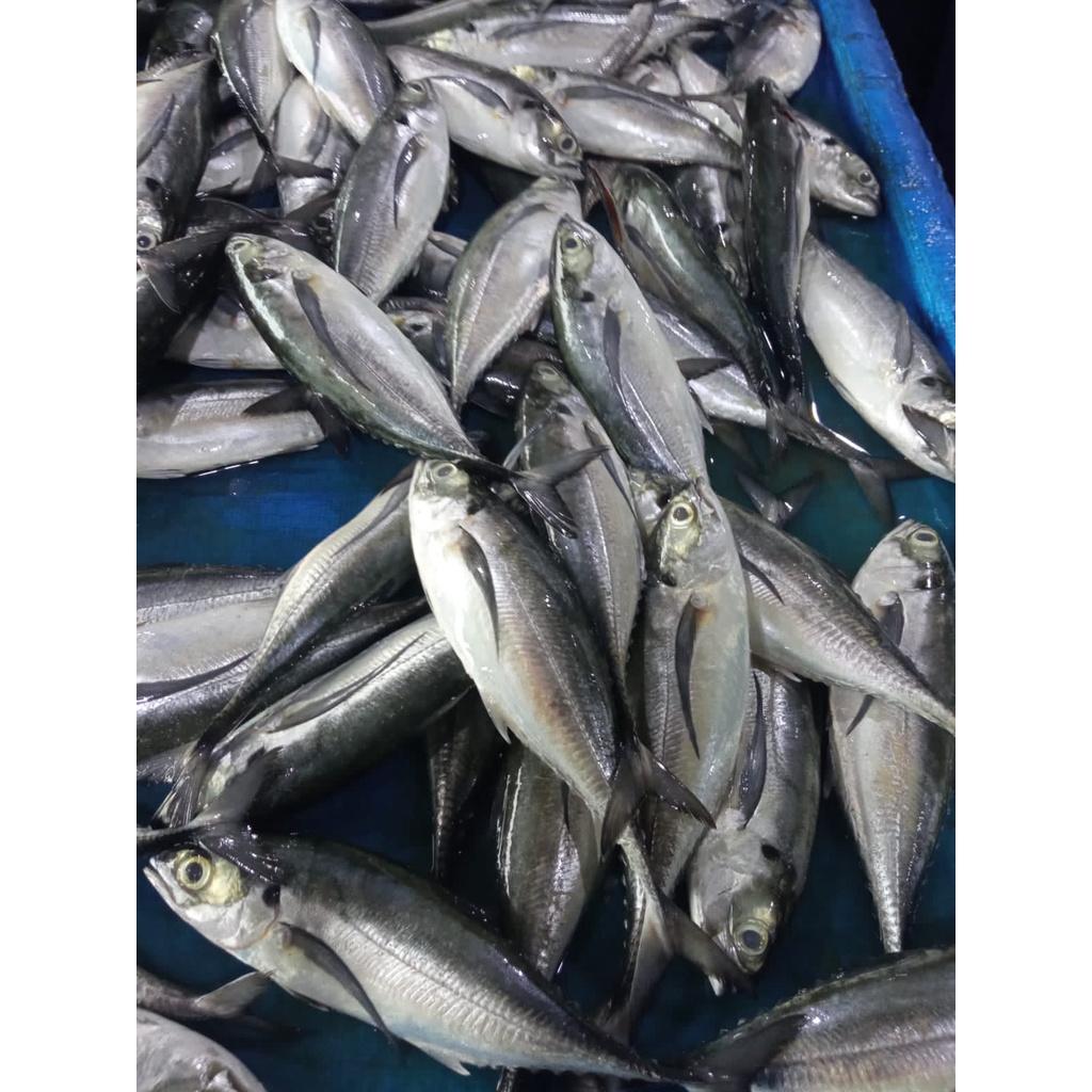 

Ikan Caru (Cencaru) 1 Kg