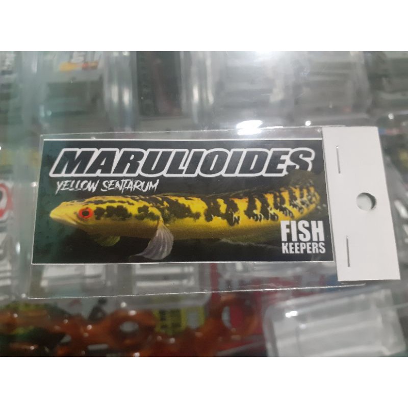 Stiker maruliodes yellow sentarum,Sticker iwak galak stiker iwak galak  sticker aquarium stiker aqua
