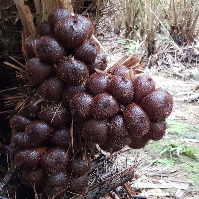 

Salak Pondoh Asli Yogyakarta | 1 KG, 2 KG, 3KG, 4 KG