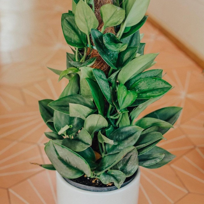 Scindapsus Treubii Moonlight, Scindapsus Treubii, Scindapsus sp