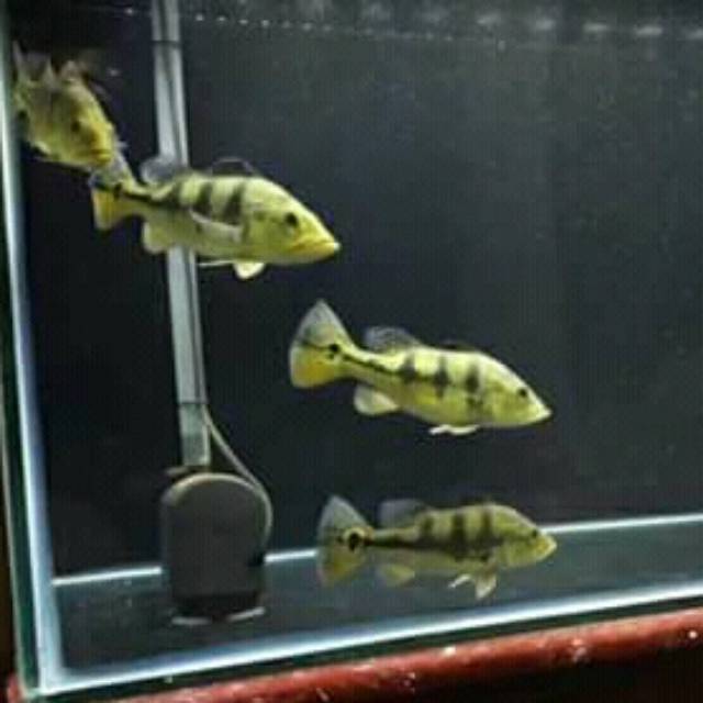 Peacock bass mono good mark