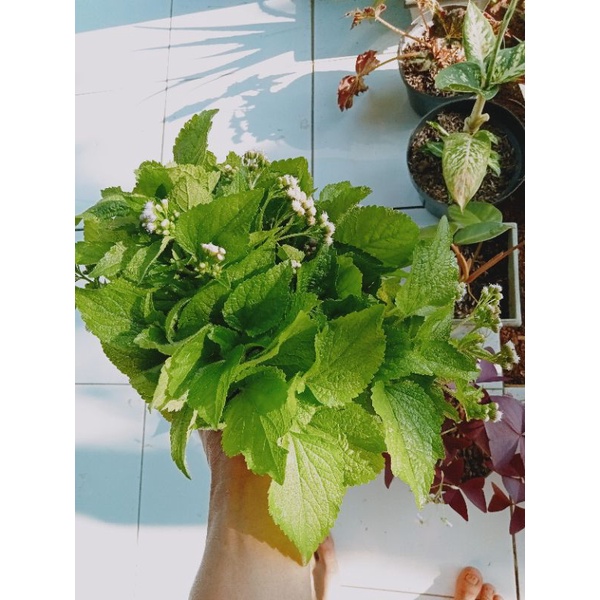

Daun bandotan herbal asli 300gram BAYAR DI TEMPAT