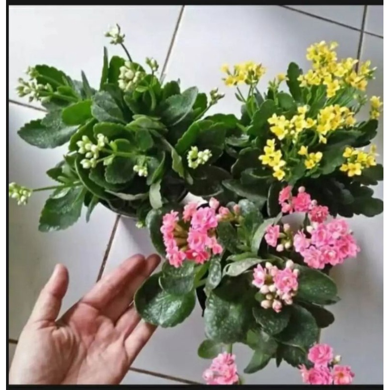 paket 5 Tanaman  hiyas cocor bebek kalanchoe bunga tumpuk