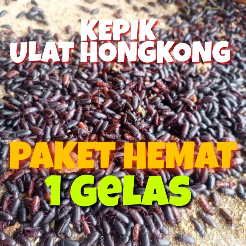 ULAT HONGKONG | KEPIK ULAT TEPUNG | KEUMBANG ULAT HONGKONG