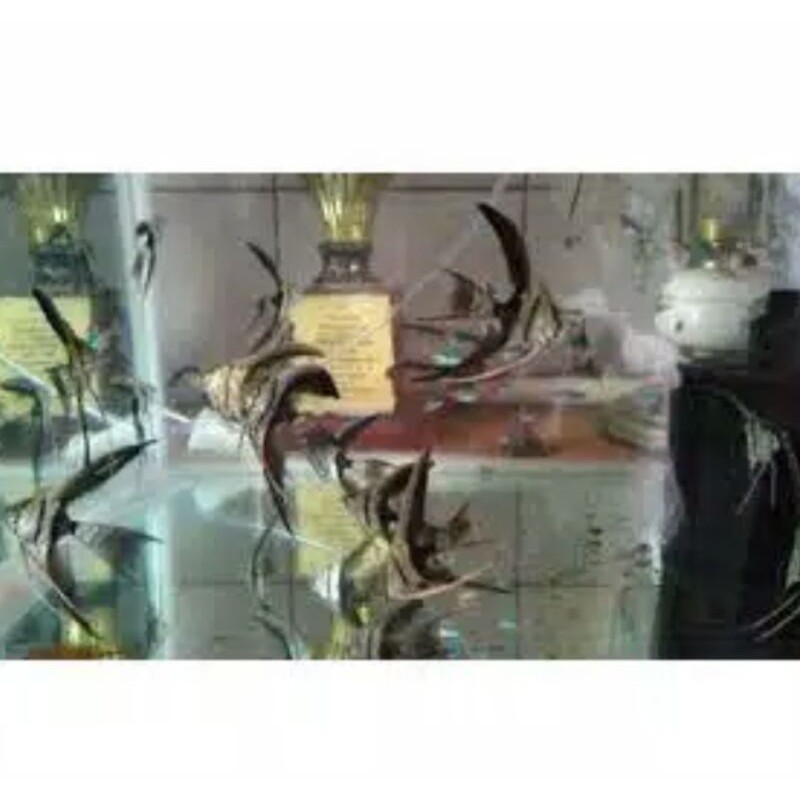 Ikan Manfish Black and White Bw