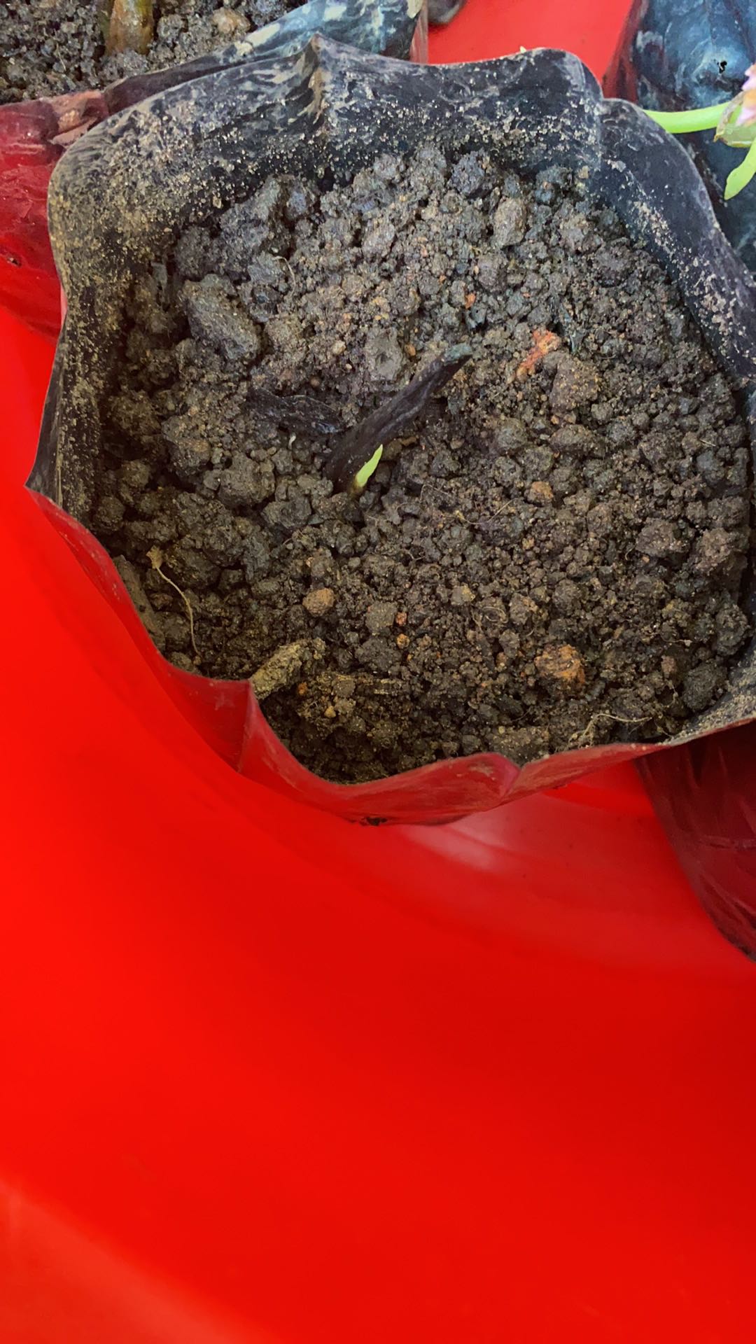 Tanaman Hias Caladium White Christmas