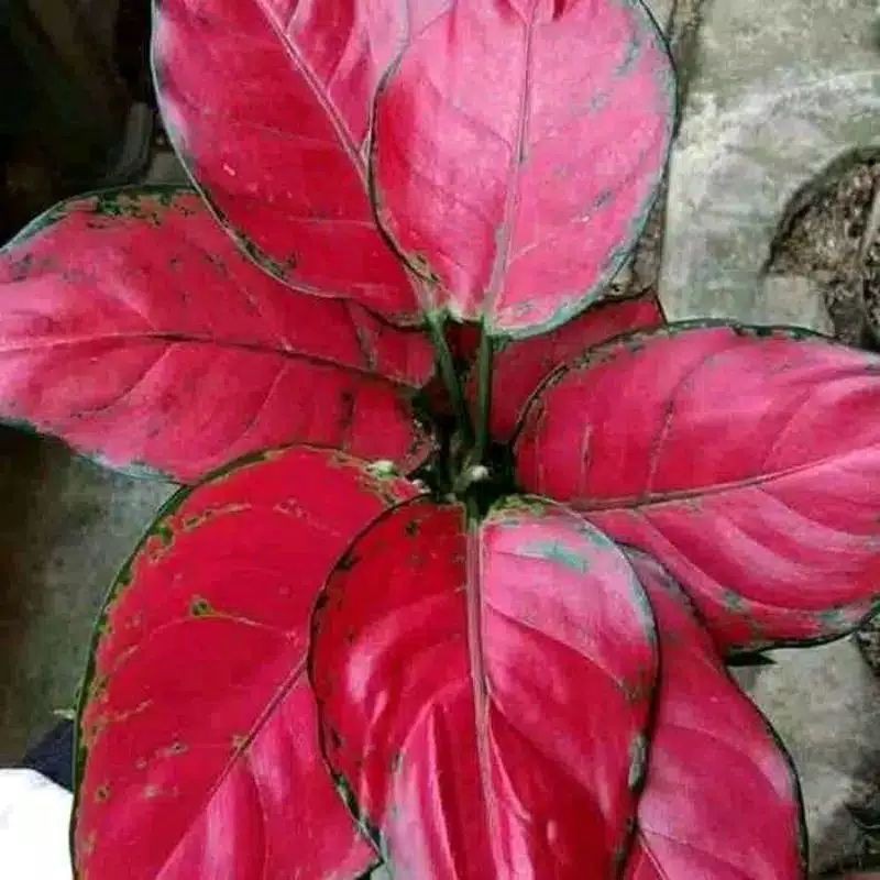 bibit Bonggol Aglonema Red king