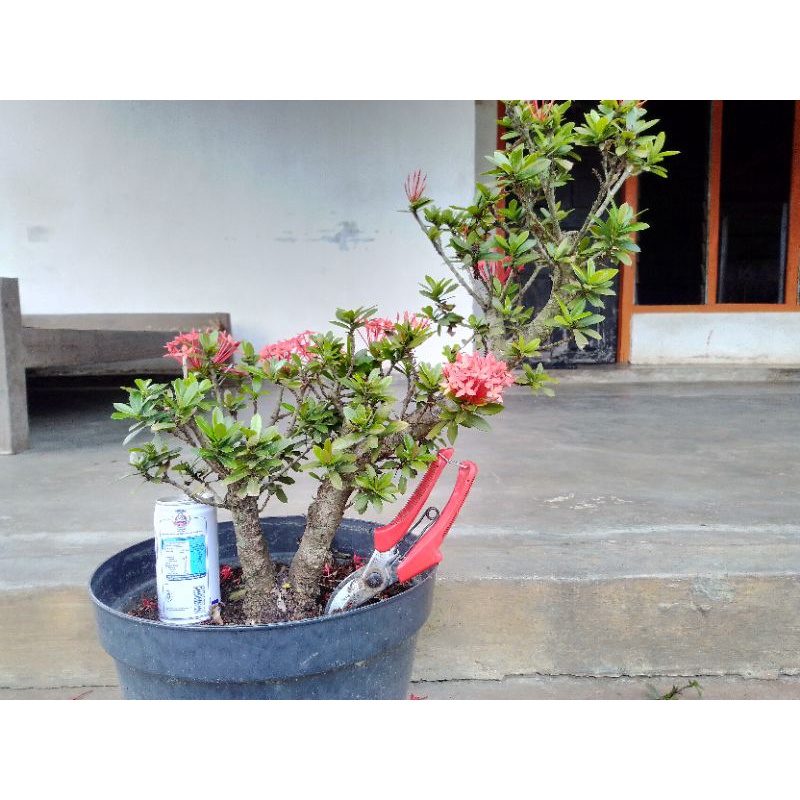 Bahan Bonsai Asoka Merah