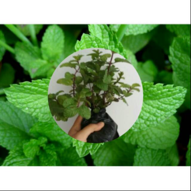Jual Bibit Daun Mint  Bibit Daun Mint 