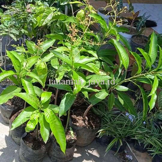bibit mangga mahatir berbunga