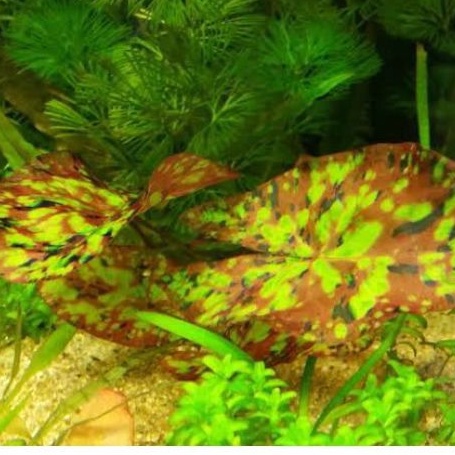 NYMPHAEA MICRANTHA TRICOLOR AQUATIC PLANT TANAMAN AQUARIUM