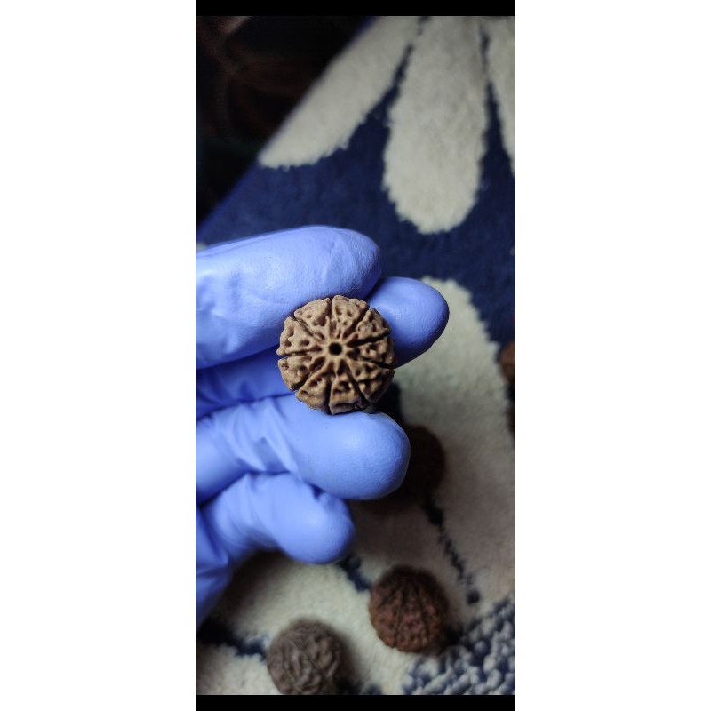 rudraksha jenitri mukhi 8