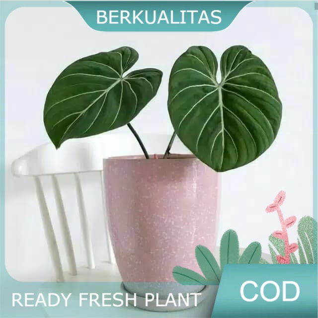 Promo Terbaru Tanaman hias philodendron gloriosum daun 2-3 - gloriosum philod