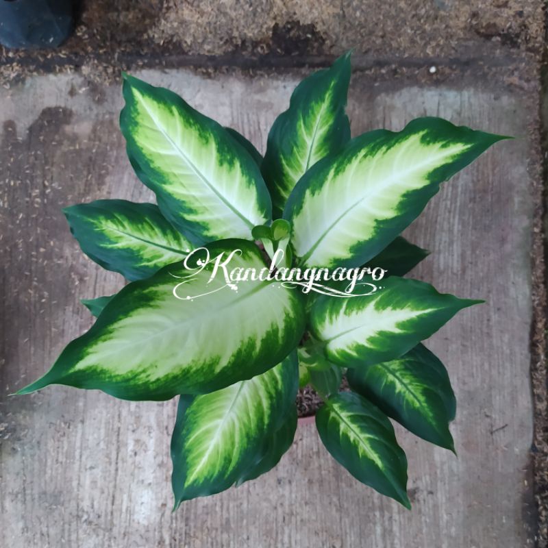 Aglonema Difen Jumbo Rumpun 2