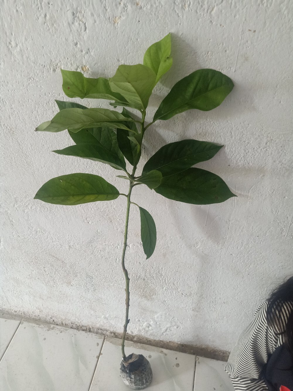 Bibit Alpukat Jumbo Hawaii