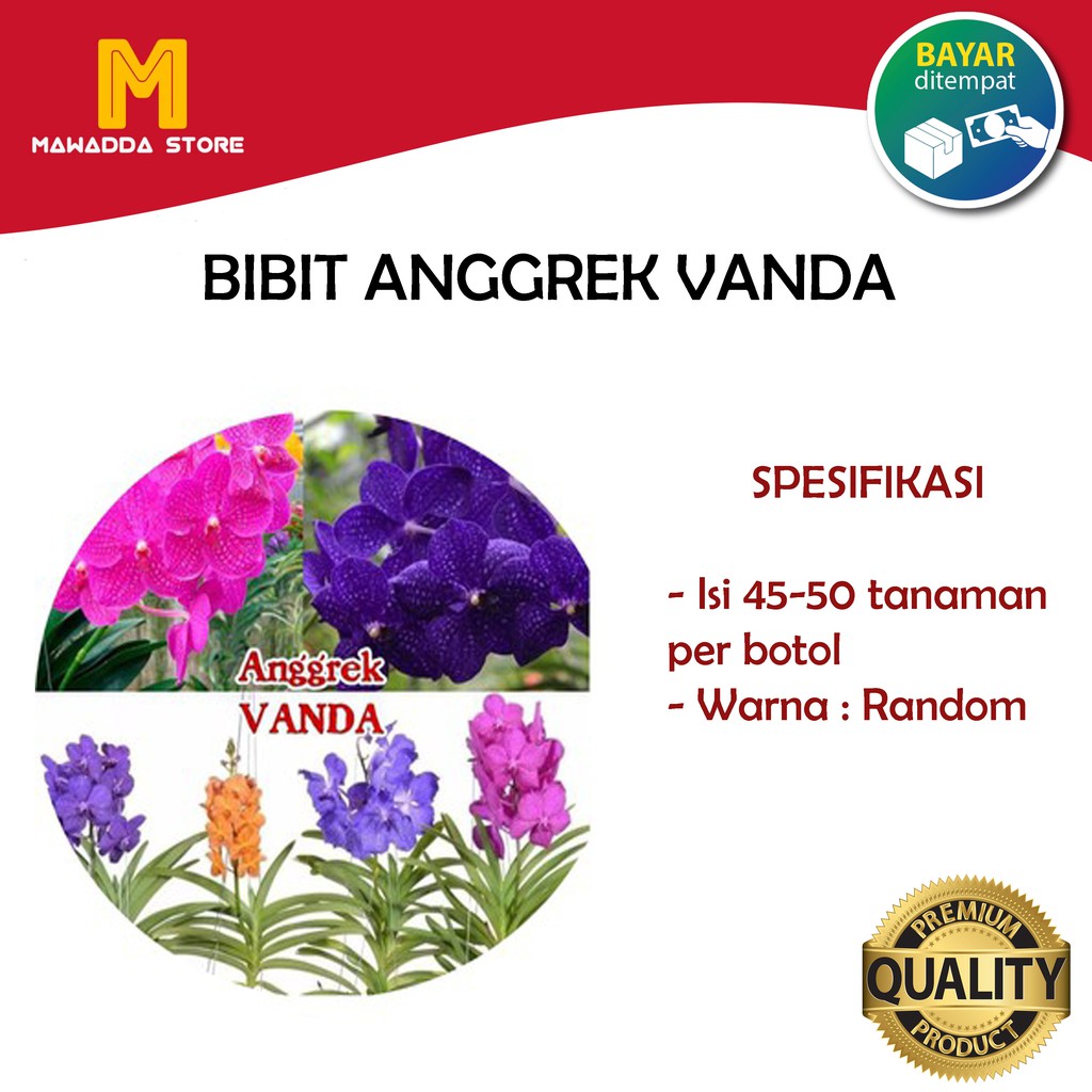 Bibit Anggrek Vanda
