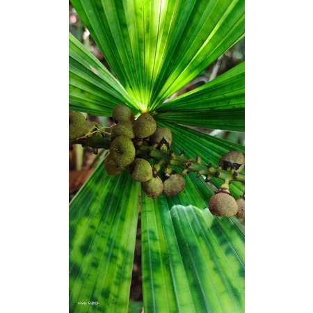 Biji Palem Licuala Mapu/Army