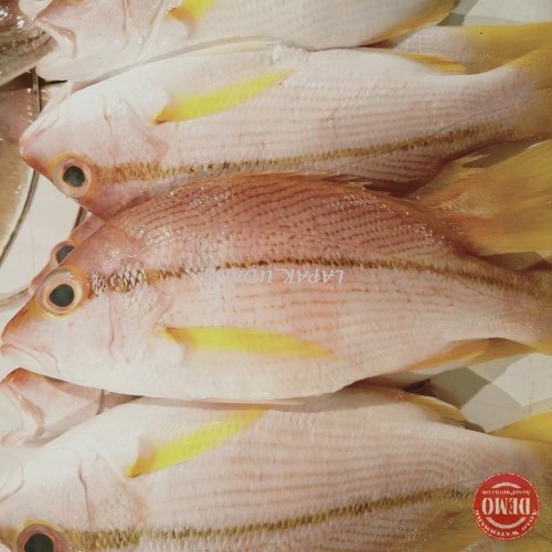 

Ikan Kuniran Segar Ikan Fresh Laut Kualitas GARANSI SEGAR