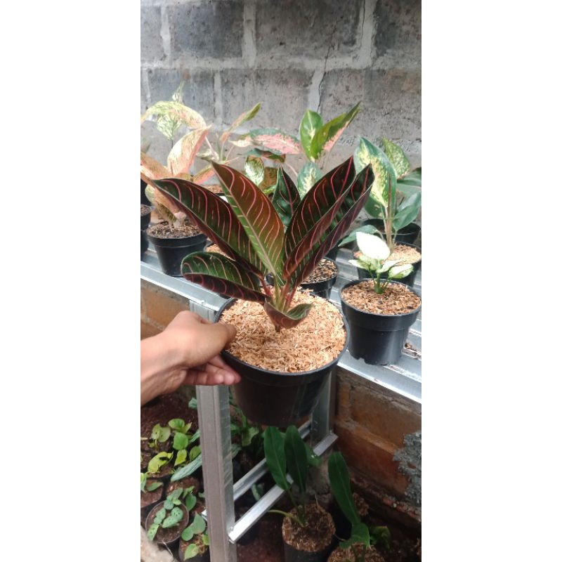 aglaonema red sumatera aglonema red sumatera aglonema red sumatra