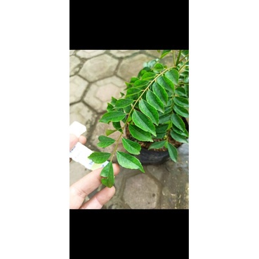 Bibit Tanaman Kari Pohon Salam Koja Tanaman Daun Kari Tanaman Salam Koja Pohon Daun Kari