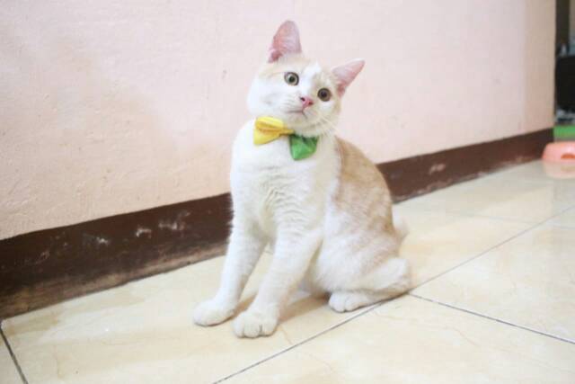 Aksesoris dasi kupu-kupu murah untuk kucing size kitten adult