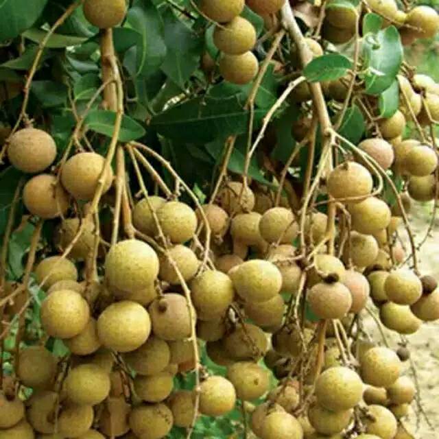 BIBIT KELENGKENG NEW CRISTAL (OKULASI RIMBUN)