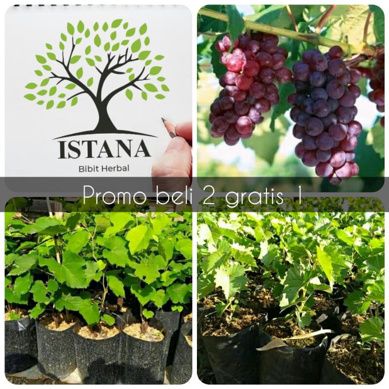 Bibit tanaman anggur Merah bibit pohon anggur merah bibit anggur merah