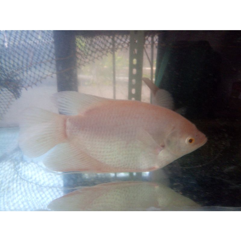 Gurame Albino Mata Merah