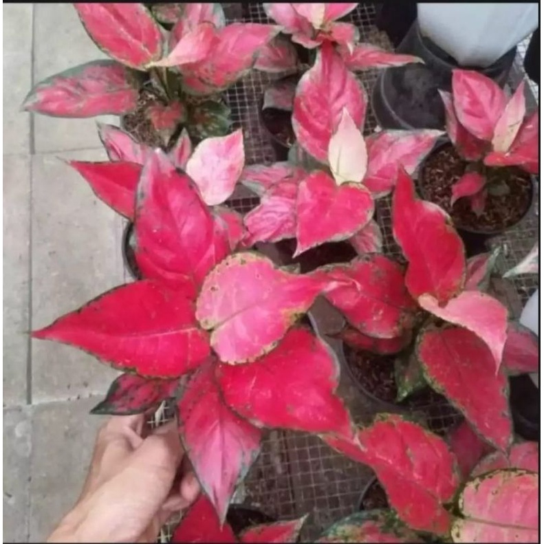 Benih Biji Tanaman Aglonema Red Anjamani Jumbo Rimbun