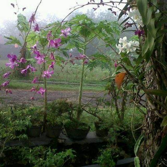 lestarilis