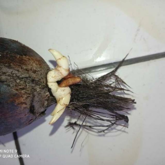 Bahan/bibit bonsai kelapa gading kembar Minion