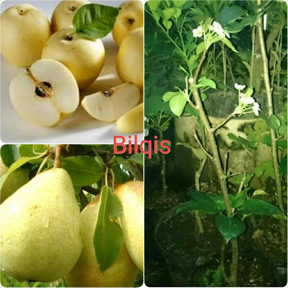 Benih Bibit Buah Bibit Buah Pir Madu Asli Berbunga Siap Buah <1