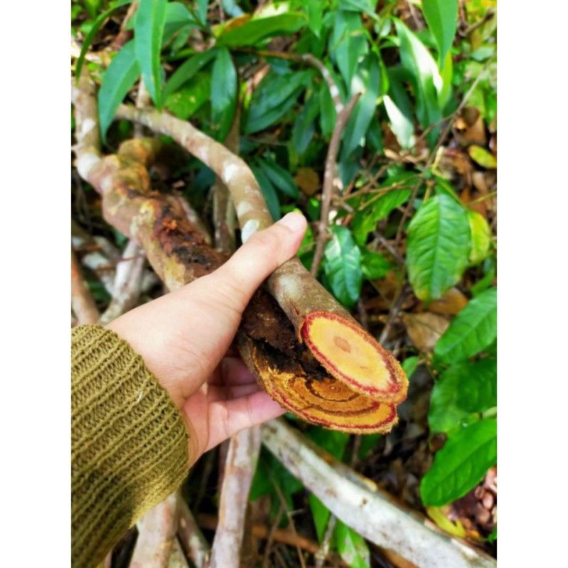 

Bajakah Imun Tampala Herbal Kalimantan Kanker Tumor