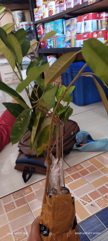 Bibit Anggur Hijau Belgia