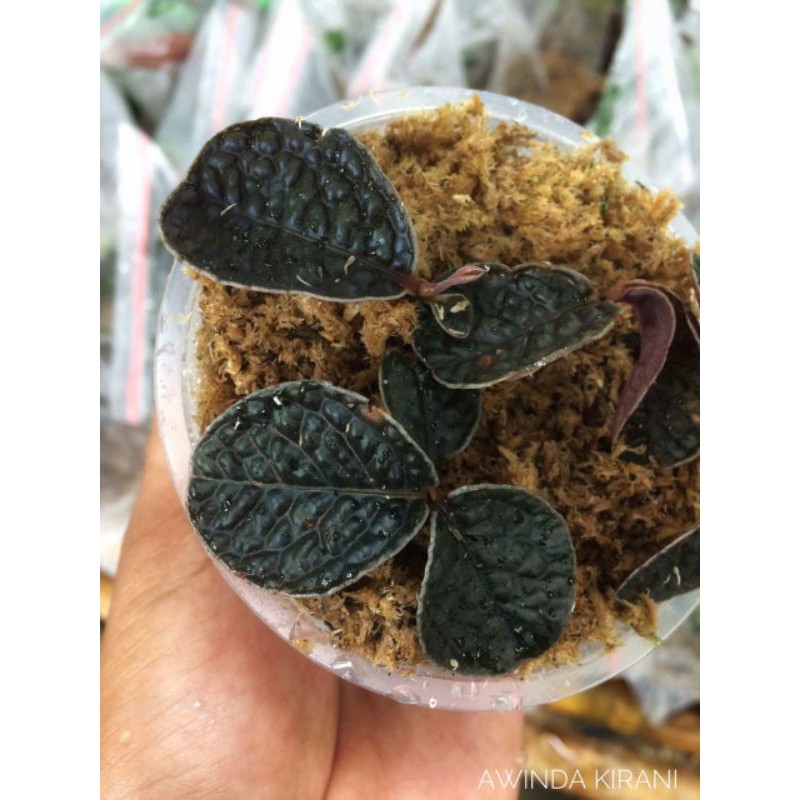 ardisia sp biee
