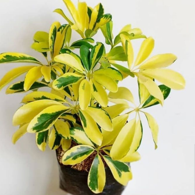 Tanaman Walisongo Goleden-Tanaman Walisongo Varigata