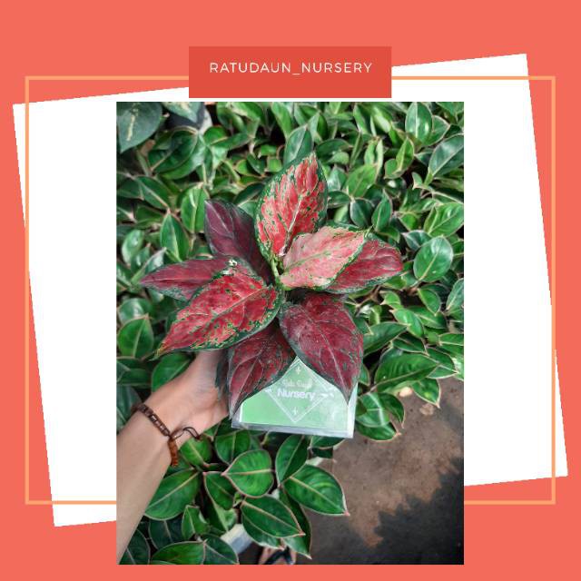 Aglaonema black maroon super
