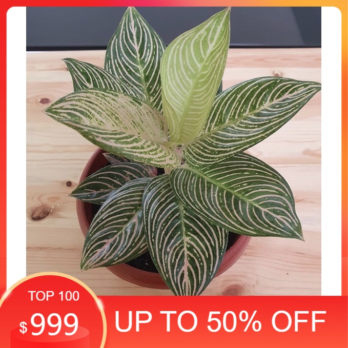 anakan Aglonema golden hope