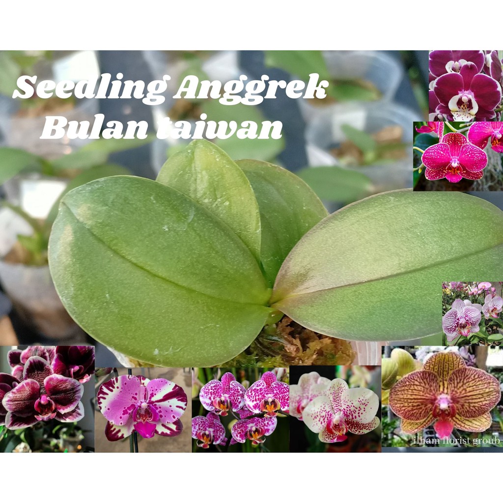 Seedling Anggrek Bulan Hybrid